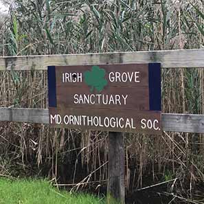 Irish Grove Sanctuary - Maryland Ornithological Society