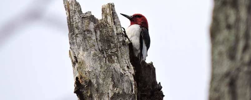 Mandares Creek Sanctuary - Red-headed Woodpecker