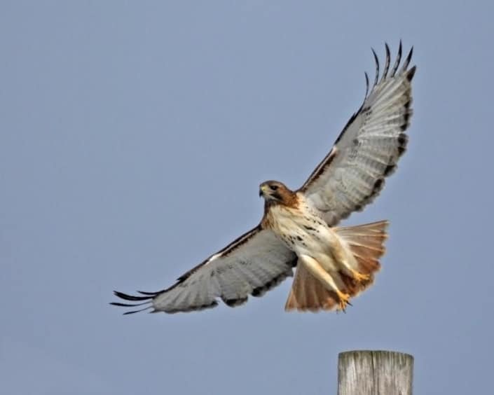 Frederick Bird Club Maryland Ornithological Society