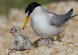 Least Tern and chicks