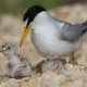 Least Tern and chicks